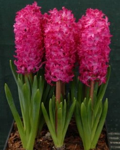 Hyacinth 'Jan Bos' 12 Hyacinth 'Jan Bos' -Beauty Flowers Shop hyacinth jan bos 2