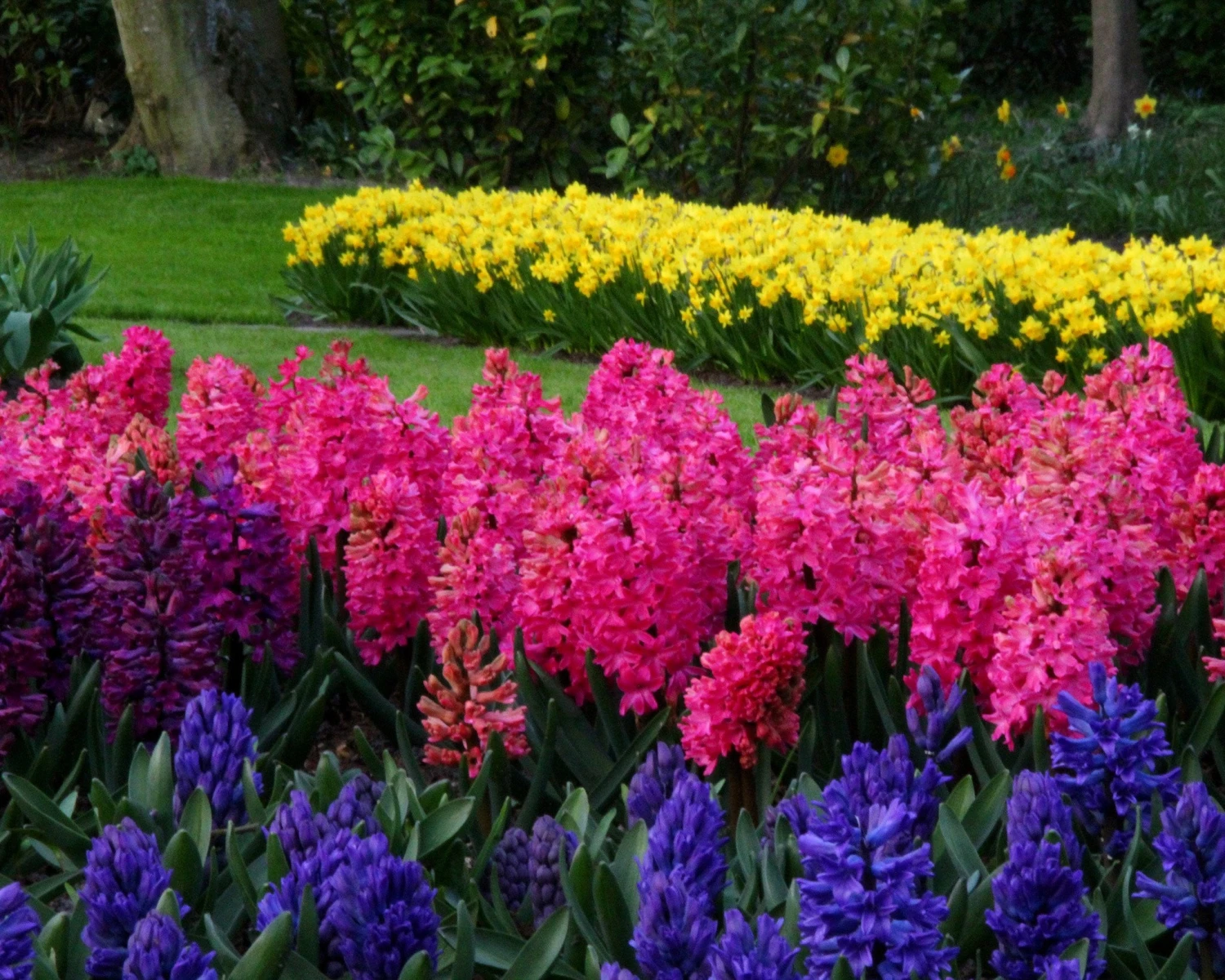 Hyacinth 'Jan Bos' 4 Hyacinth 'Jan Bos' - Image 2