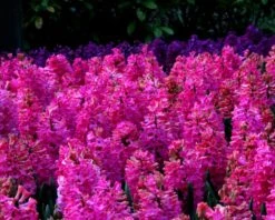 Hyacinth 'Jan Bos' 15 Hyacinth 'Jan Bos' -Beauty Flowers Shop hyacinth jan bos 3 1149c0e7 9790 489d a5e9 c10f0c063d7e