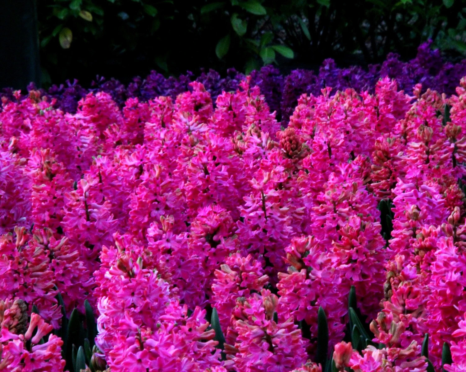 Hyacinth 'Jan Bos' 9 Hyacinth 'Jan Bos' - Image 7