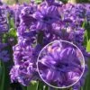 Hyacinth 'Lili Purple'