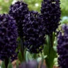 Hyacinth 'Midnight Sky' 2 Hyacinth 'Midnight Sky' -Beauty Flowers Shop hyacinth midnight sky 1