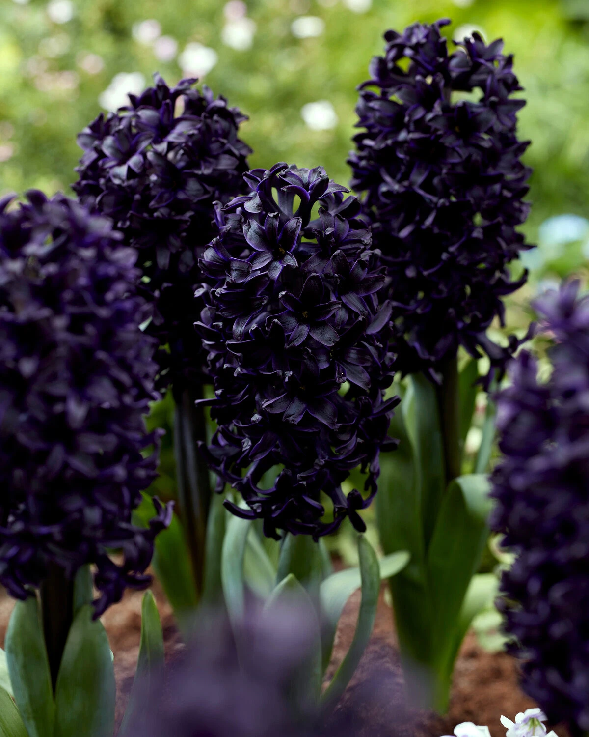 Hyacinth 'Midnight Sky' 3 Hyacinth 'Midnight Sky'