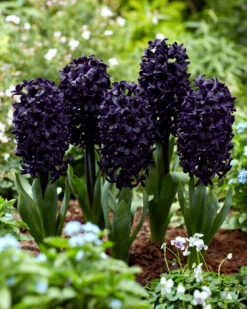 Hyacinth 'Midnight Sky' 7 Hyacinth 'Midnight Sky' -Beauty Flowers Shop hyacinth midnight sky 2
