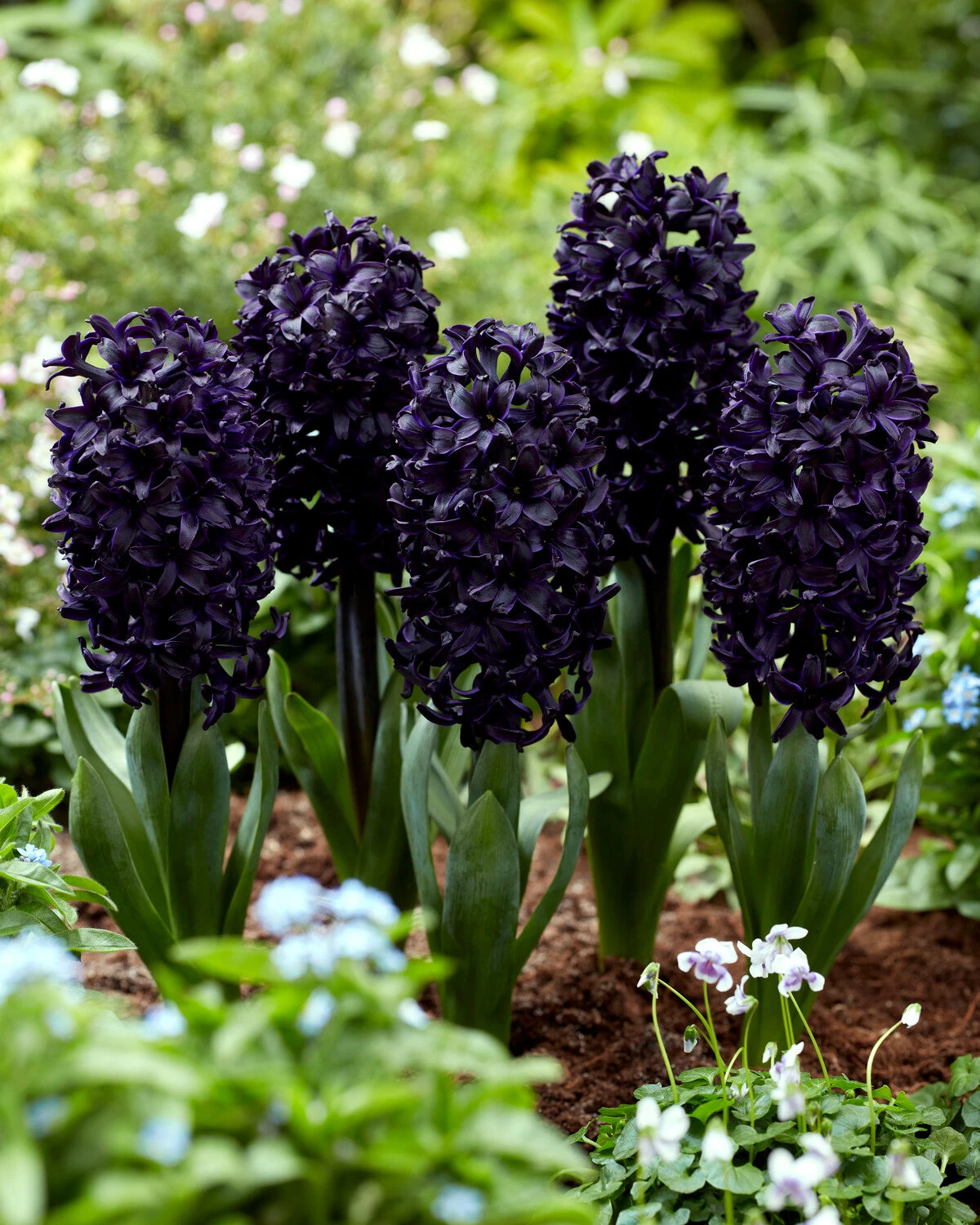 Hyacinth 'Midnight Sky' 5 Hyacinth 'Midnight Sky' - Image 3