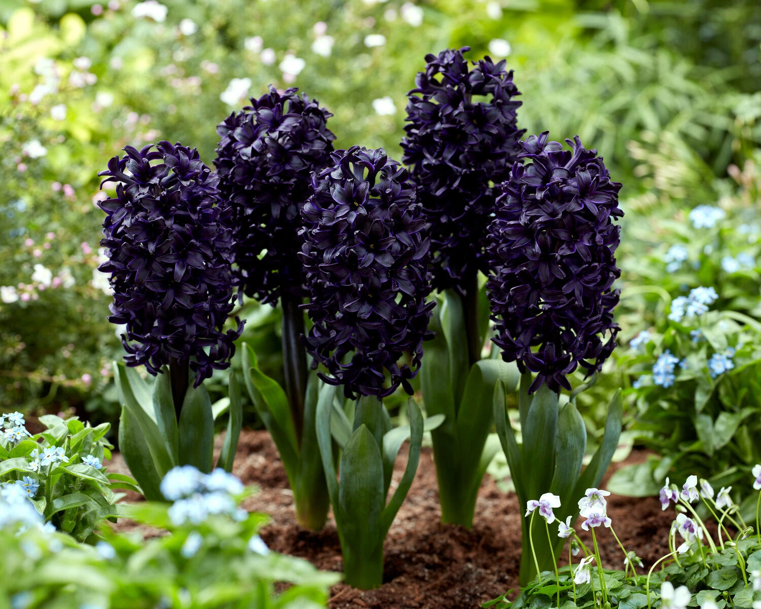 Hyacinth 'Midnight Sky' 4 Hyacinth 'Midnight Sky' - Image 2