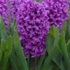 Hyacinth 'Miss Saigon' 2 Hyacinth 'Miss Saigon' -Beauty Flowers Shop hyacinth miss saigon 1