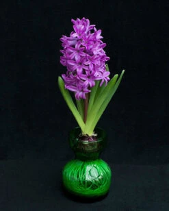 Hyacinth 'Miss Saigon' 9 Hyacinth 'Miss Saigon' -Beauty Flowers Shop hyacinth miss saigon 2