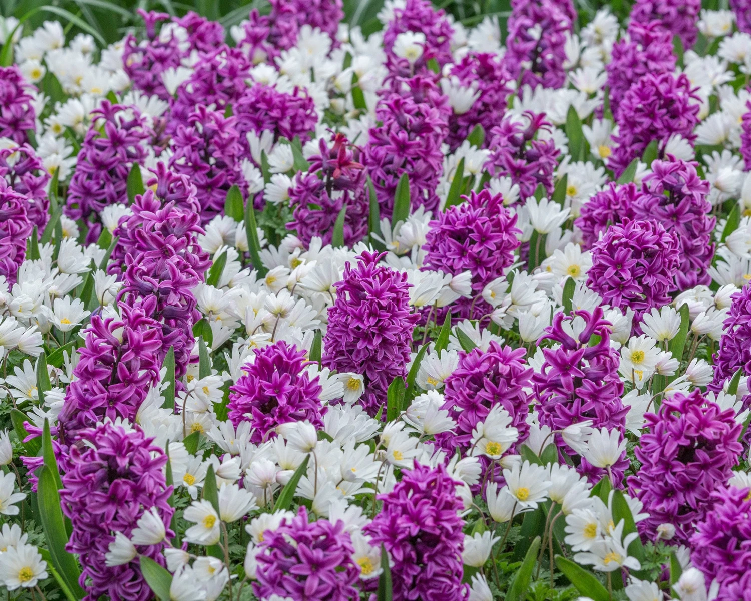 Hyacinth 'Miss Saigon' 5 Hyacinth 'Miss Saigon' - Image 3