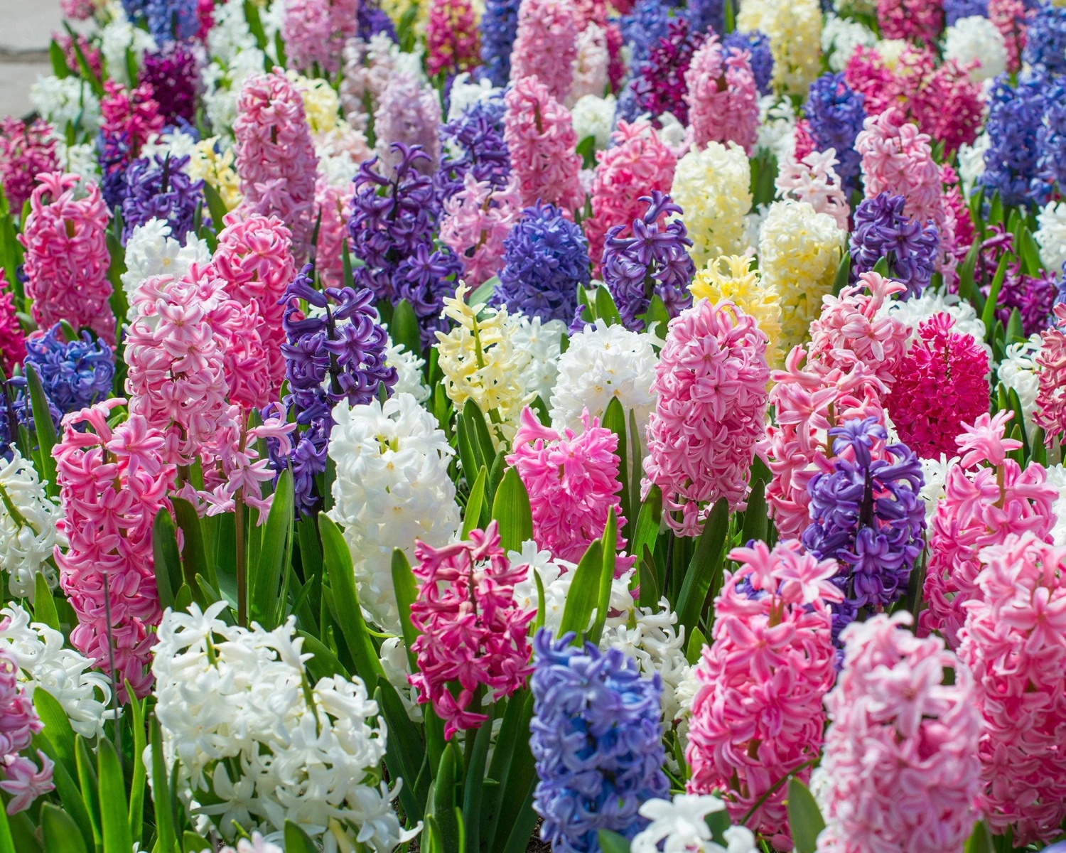 Hyacinth 'Mixed Colours' 6 Hyacinth 'Mixed Colours' - Image 4