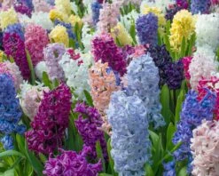 Hyacinth 'Mixed Colours' 8 Hyacinth 'Mixed Colours' -Beauty Flowers Shop hyacinth mixed colours 3