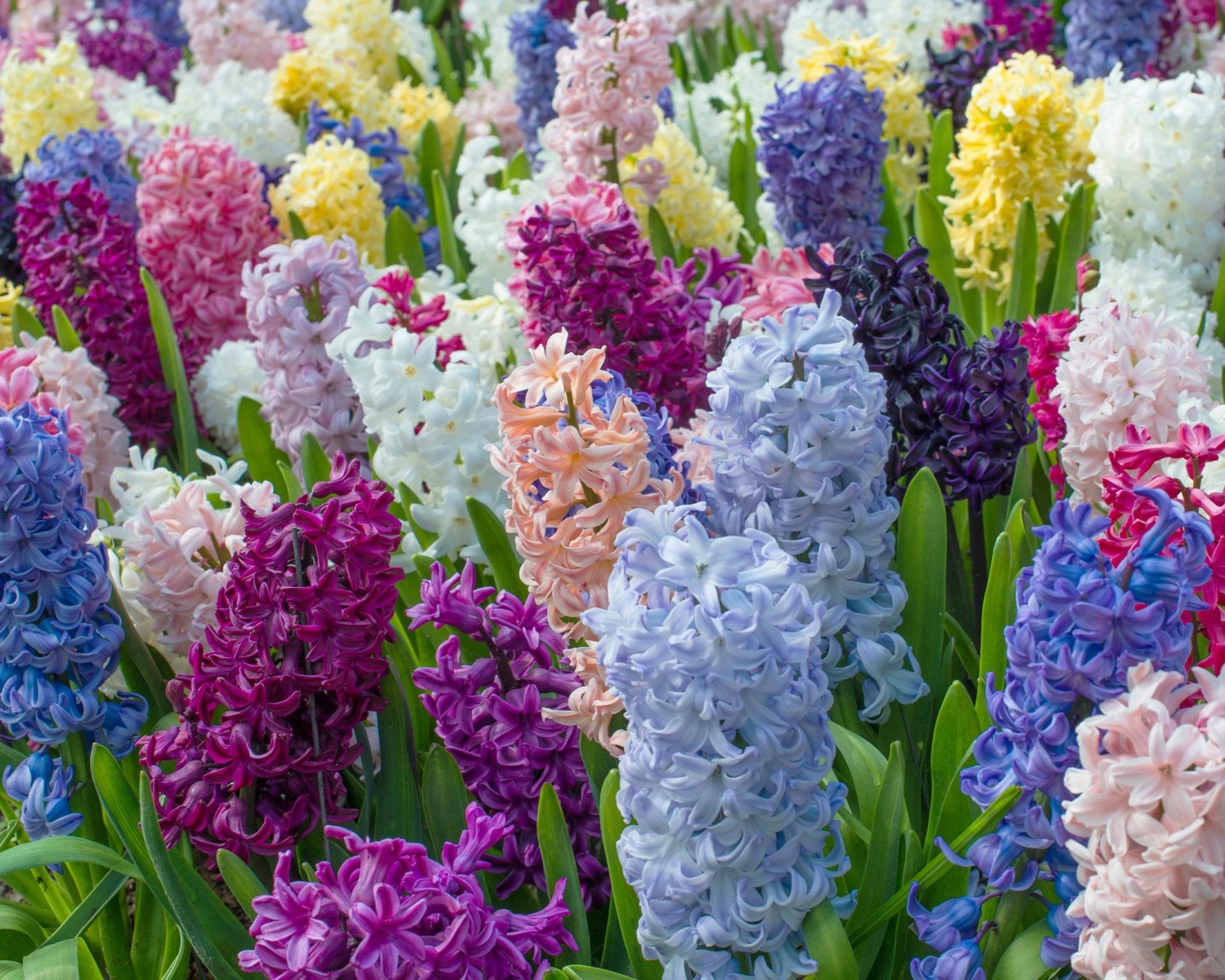 Hyacinth 'Mixed Colours' 5 Hyacinth 'Mixed Colours' - Image 3