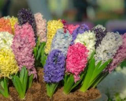 Featured Products -Beauty Flowers Shop hyacinth mixed colours 4