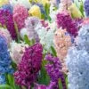 Hyacinth 'Mixed Colours' 2 Hyacinth 'Mixed Colours' -Beauty Flowers Shop hyacinth mixed colours 5