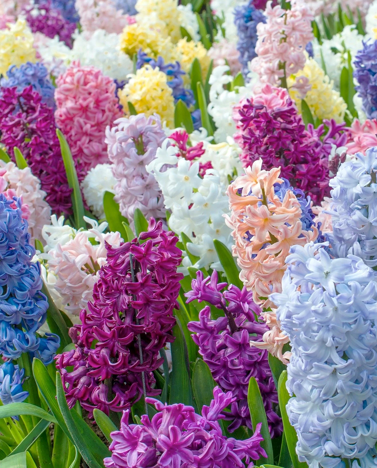 Hyacinth 'Mixed Colours' 3 Hyacinth 'Mixed Colours'