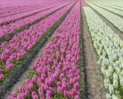 Hyacinth 'Pink Pearl' 13 Hyacinth 'Pink Pearl' -Beauty Flowers Shop hyacinth pink pearl 1