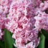 Hyacinth 'Pink Pearl' 1 Hyacinth 'Pink Pearl' -Beauty Flowers Shop hyacinth pink pearl 2