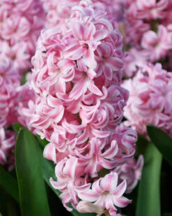 Featured Products 3 Hyacinth 'Pink Pearl'