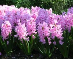 Hyacinth 'Pink Pearl' 15 Hyacinth 'Pink Pearl' -Beauty Flowers Shop hyacinth pink pearl 2 4fb9be67 2ab2 462f 9e9e 326af29e3607