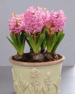 Hyacinth 'Pink Pearl' 14 Hyacinth 'Pink Pearl' -Beauty Flowers Shop hyacinth pink pearl 3