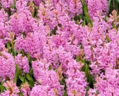 Hyacinth 'Pink Pearl' 12 Hyacinth 'Pink Pearl' -Beauty Flowers Shop hyacinth pink pearl 4