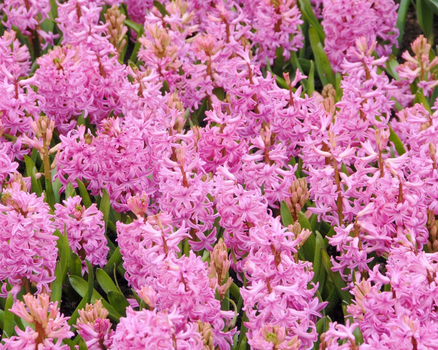 Hyacinth 'Pink Pearl' 6 Hyacinth 'Pink Pearl' - Image 4