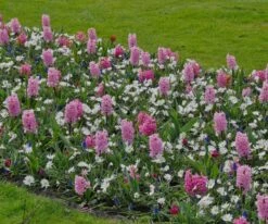 Hyacinth 'Pink Pearl' 11 Hyacinth 'Pink Pearl' -Beauty Flowers Shop hyacinth pink pearl 5