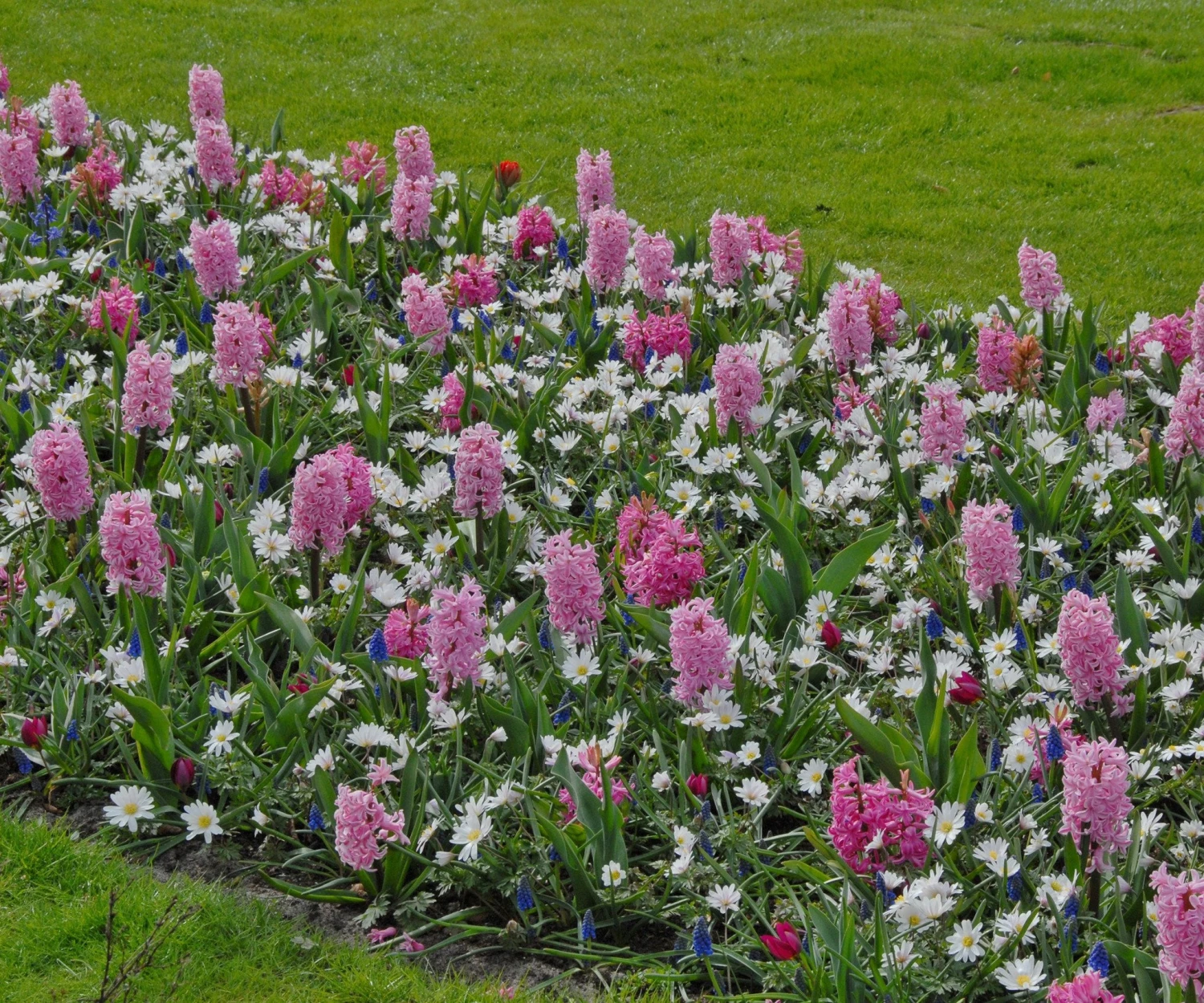 Hyacinth 'Pink Pearl' 5 Hyacinth 'Pink Pearl' - Image 3