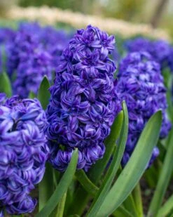 Hyacinth 'Royal Navy' 13 Hyacinth 'Royal Navy' -Beauty Flowers Shop hyacinth royal navy 1