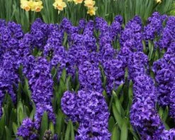 Hyacinth 'Royal Navy' 12 Hyacinth 'Royal Navy' -Beauty Flowers Shop hyacinth royal navy 1 51ad2aa7 12ff 4670 b919 6800fd028125