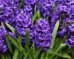 Hyacinth 'Royal Navy' 14 Hyacinth 'Royal Navy' -Beauty Flowers Shop hyacinth royal navy 2 88be9743 efcd 4877 a314 eff35b5275a9