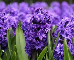Hyacinth 'Royal Navy' 11 Hyacinth 'Royal Navy' -Beauty Flowers Shop hyacinth royal navy 3