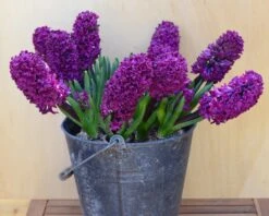 Hyacinth 'Woodstock' -Beauty Flowers Shop hyacinth woodstock 1