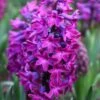 Hyacinth 'Woodstock' 1 Hyacinth 'Woodstock' -Beauty Flowers Shop hyacinth woodstock 1 727c5ad6 0661 4d17 a677 0d7aa8b9f483