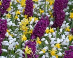 Hyacinth 'Woodstock' -Beauty Flowers Shop hyacinth woodstock 2