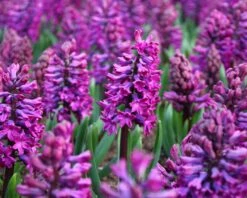 Hyacinth 'Woodstock' -Beauty Flowers Shop hyacinth woodstock 2 26072f1a 1b7a 421e 8506 19984b1c1cbd