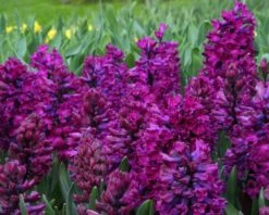 Hyacinth 'Woodstock' -Beauty Flowers Shop hyacinth woodstock 3 91e5b55c 6b06 4481 9e5a a6bd4cfa1a9a