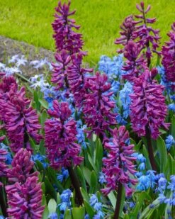 Hyacinth 'Woodstock' -Beauty Flowers Shop hyacinth woodstock 4