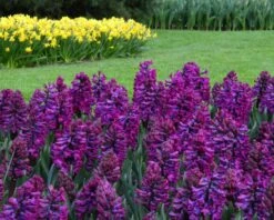 Hyacinth 'Woodstock' -Beauty Flowers Shop hyacinth woodstock 5