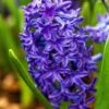 Hyacinth 'Peter Stuyvesant' 1 Hyacinth 'Peter Stuyvesant' -Beauty Flowers Shop hyacinthus peter stuyvesant 6