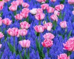 Collection 'Magenta Magic' 10 Collection 'Magenta Magic' -Beauty Flowers Shop magic magenta 2