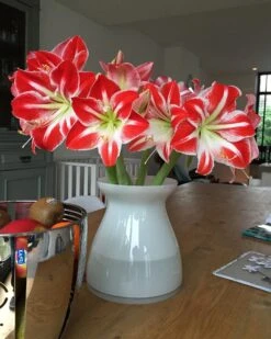 Amaryllis 'Minerva' -Beauty Flowers Shop minerva2