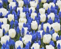 Muscari Armeniacum 16 Muscari Armeniacum -Beauty Flowers Shop muscari armeniacum 1