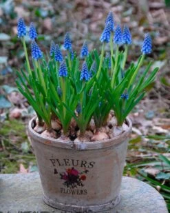Muscari Armeniacum 20 Muscari Armeniacum -Beauty Flowers Shop muscari armeniacum 10