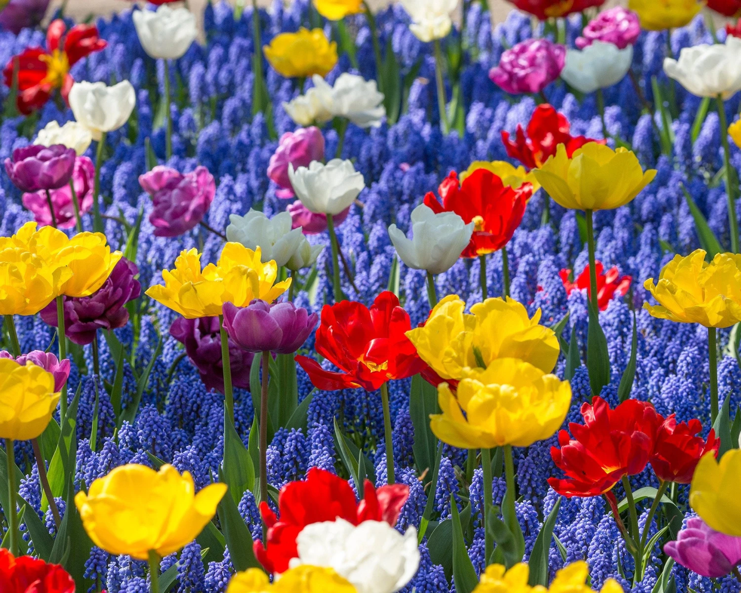 Muscari Armeniacum 12 Muscari Armeniacum - Image 10