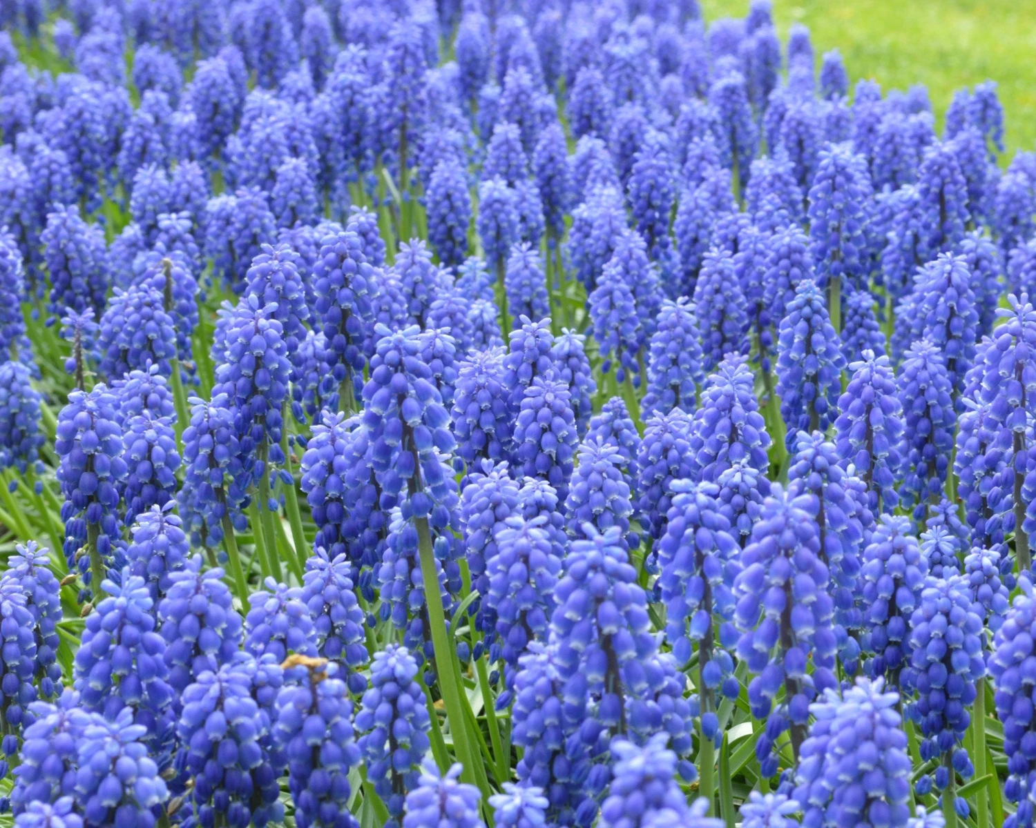 Muscari Armeniacum 5 Muscari Armeniacum - Image 3