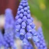 Muscari Armeniacum 2 Muscari Armeniacum -Beauty Flowers Shop muscari armeniacum 2