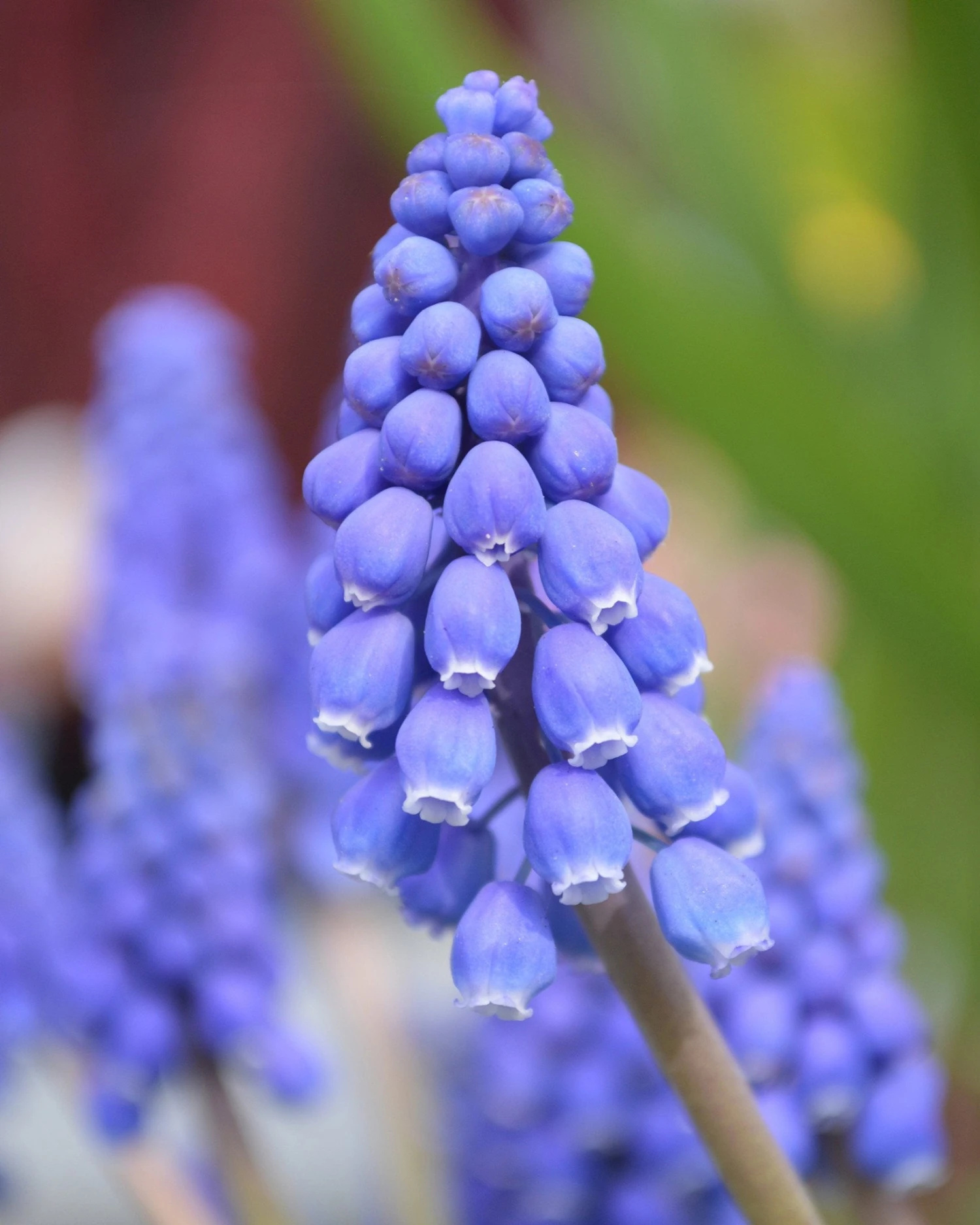 Muscari Armeniacum 3 Muscari Armeniacum