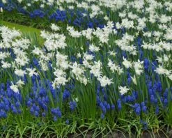 Muscari Armeniacum 18 Muscari Armeniacum -Beauty Flowers Shop muscari armeniacum 4