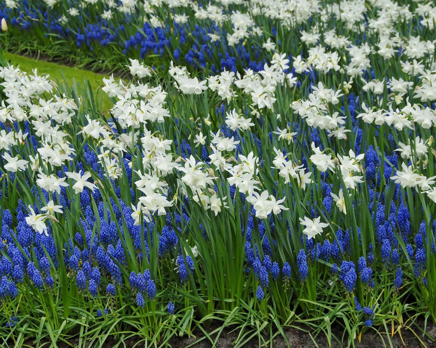 Muscari Armeniacum 9 Muscari Armeniacum - Image 7